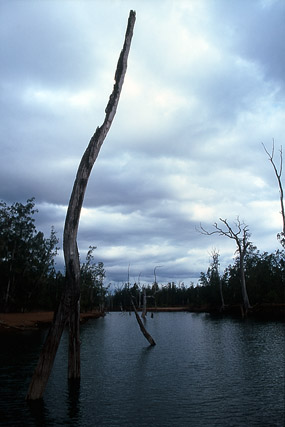 Forêt noyée, parc de la Rivière bleue - Yaté - Grande Terre, Province Sud - Nouvelle-Calédonie - France - Carnets de route - Photographie - 07a