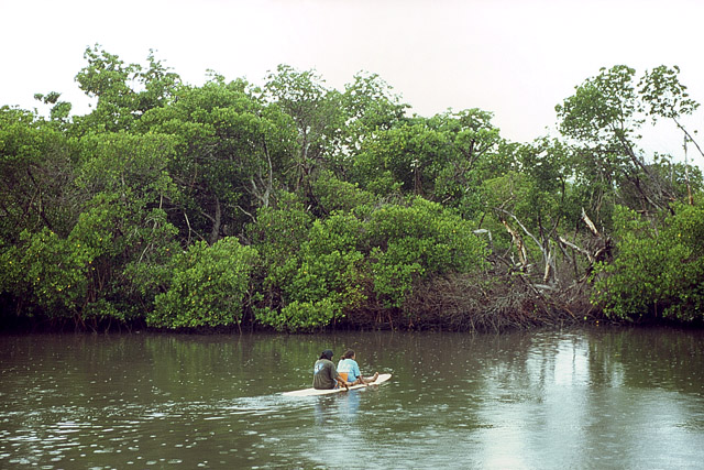 Mangrove - Végétation - Nouvelle-Calédonie - France - Carnets de route - Photographie - 02