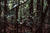 Forêt dense sempervirente humide, parc de la Rivière bleue - 00