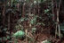 Forêt dense sempervirente humide, parc de la Rivière bleue - 02