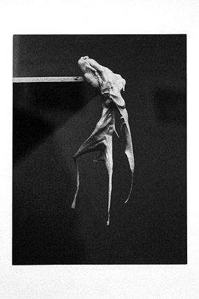 Szapocznikow, Alina - Photosculpture (1971) - Documenta - Cassel / Kassel - Hesse / Hessen - Allemagne / Deutschland - Événements - Photographie - 01a
