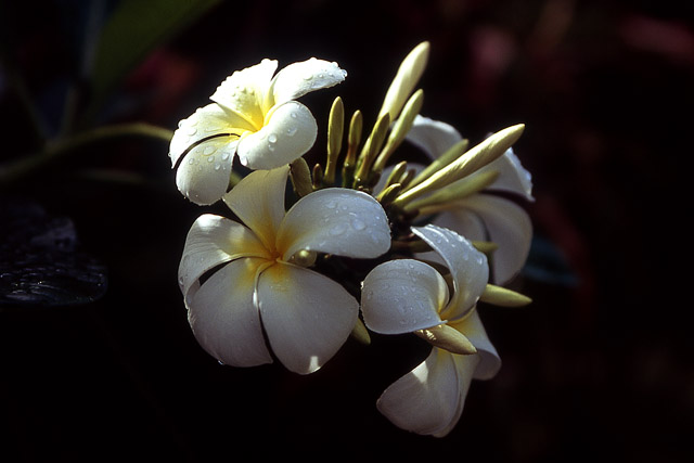 Fleur de frangipanier / Plumeria alba / Plumeria acuminata (?) - Thèmes - Photographie - 00