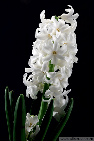 Jacinthe blanche / Hyacinthus - Thèmes - Photographie - 10a