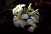 Fleur de frangipanier / Plumeria alba / Plumeria acuminata (?) - 00