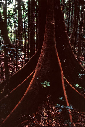 Forêt dense sempervirente humide, parc de la Rivière bleue - Yaté - Grande Terre, Province Sud - Nouvelle-Calédonie - France - Carnets de route - Photographie - 01b