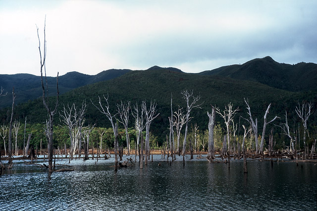 Forêt noyée, parc de la Rivière bleue - Yaté - Grande Terre, Province Sud - Nouvelle-Calédonie - France - Carnets de route - Photographie - 05