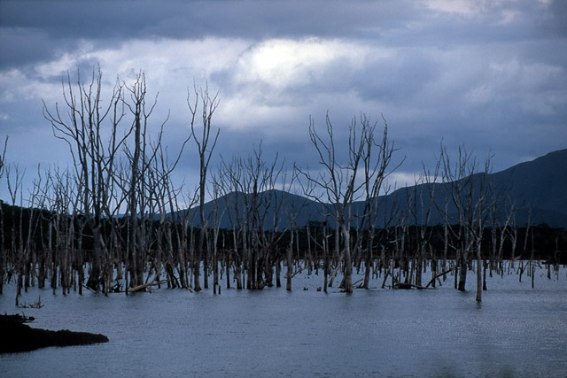 Forêt noyée, parc de la Rivière bleue - Yaté - Grande Terre, Province Sud - Nouvelle-Calédonie - France - Carnets de route - Photographie - 06