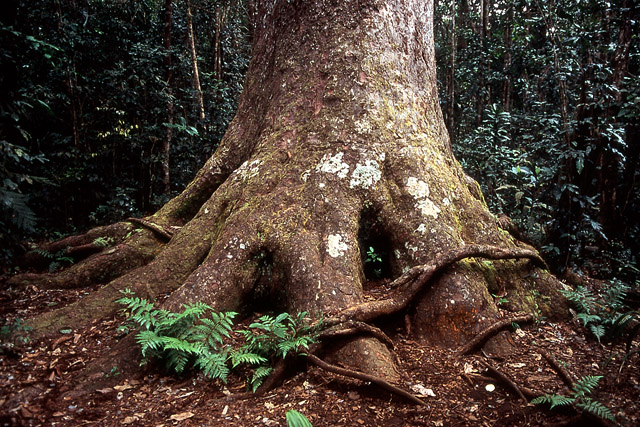 Kaori de forêt, mûgé (xârâcùù) / Agathis lanceolata - Végétation - Nouvelle-Calédonie - France - Carnets de route - Photographie - 00