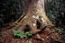 Kaori de forêt, mûgé (xârâcùù) / Agathis lanceolata - 00