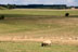 Moutons / Sheeps, environs de Stonehenge - 06